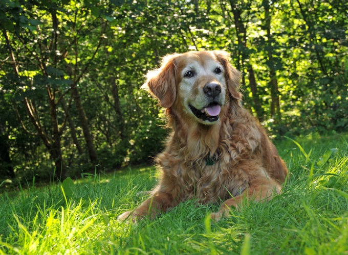Comment savoir si mon chien est malvoyant ? - Yummypets Comment savoir si mon chien est malvoyant ? - Yummypets