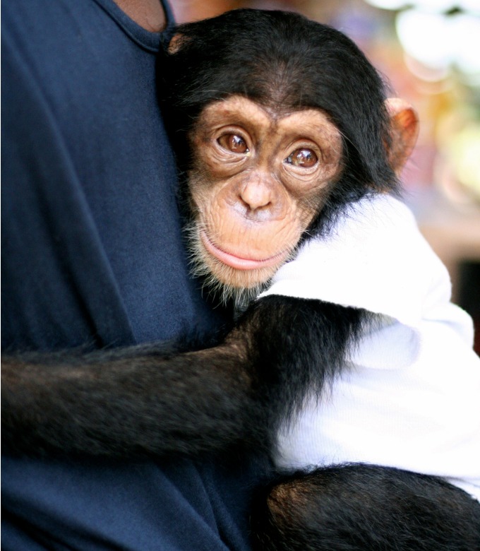 The truth monkeys as pets Yummypets