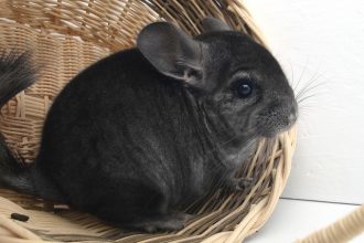 Quelles friandises donner à mon Chinchilla ?