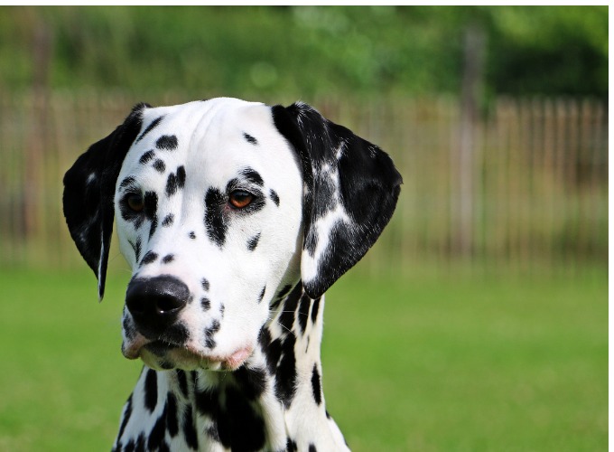 Top 10 des races de chien indépendant - Yummypets Top 10 des races de chien indépendant - Yummypets