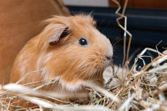 Tout savoir sur le cochon d'Inde