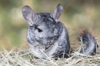 Pourquoi mon Chinchilla fait pipi partout ?