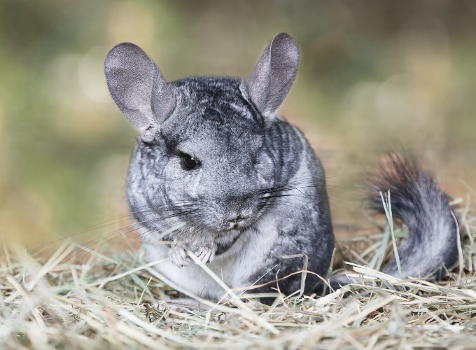 Pourquoi mon Chinchilla fait pipi partout ? - Yummypets Pourquoi mon Chinchilla fait pipi partout ? - Yummypets