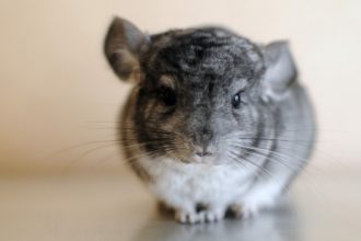 Mon Chinchilla mange ses poils