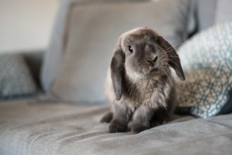 Doit-on faire stériliser son lapin ?