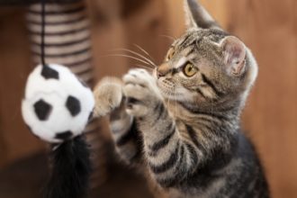 L’importance du jeu solitaire chez le chaton