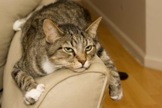 6 signes qui indiquent que votre chat s’ennuie