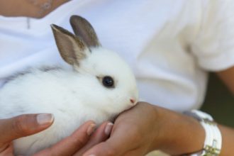 Pourquoi mon lapin me lèche ?