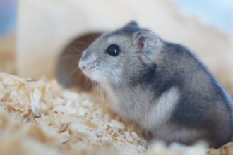 Tout savoir sur le hamster russe