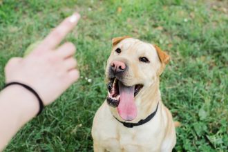 Comment choisir un éducateur canin ?