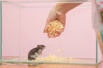 La cage du hamster russe