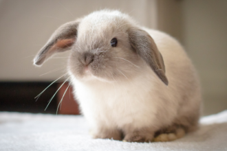 Les 10 commandements d’un lapin heureux
