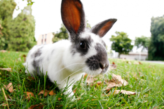3 conseils pour avoir un lapin heureux