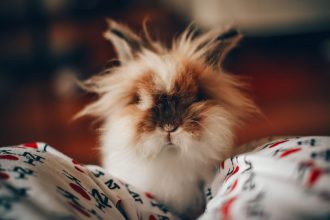 La coccidiose du lapin : une maladie contagieuse à ne pas sous-estimer