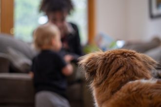 Is it possible for pets to feel jealous?