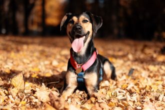Balades avec son chien : tous les dangers à connaître et comment les éviter