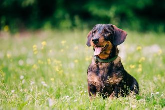 Le retour des moustiques : quels dangers pour nos animaux ?