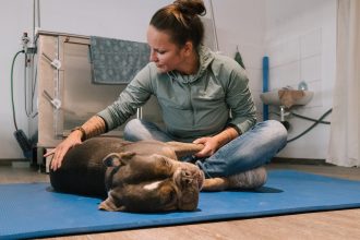 Les gestes de premiers secours pour votre animal à connaître