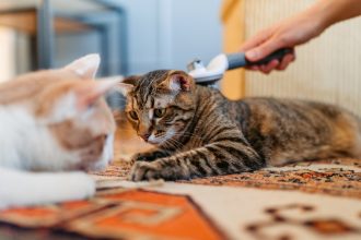 My cat doesn't like being brushed: understand the reasons and find solutions