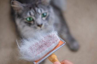 Mue d'automne chez le chat et le chien : pourquoi perdent-ils autant leurs poils ?